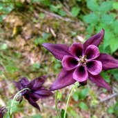 Aquilegia