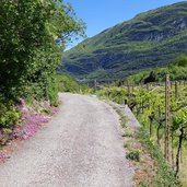 vigneti tra lago di toblino e calavino