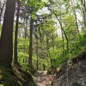 attraverso il bosco verso monte bosentino