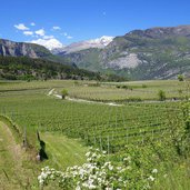 calavino vigneti a primavera