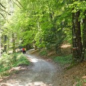 sentiero monte calino in direzione sella di calino