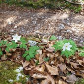 anemone dei boschi