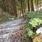 strada forestale collegamento per bastiani