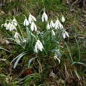 bucaneve galanthus nivalis schneegloeckchen