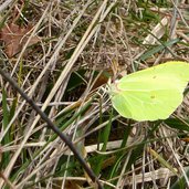 farfalla cedronella