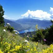 fiori su monte marzola vista su valsugana