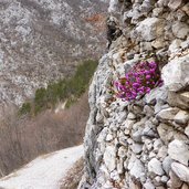 erica carnea