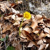 tossilaggine comune tussilago farfara