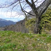 bucaneve galanthus nivalis schneegloeckchen