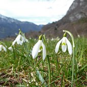 bucaneve galanthus nivalis schneegloeckchen