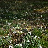 bucaneve galanthus nivalis schneegloeckchen