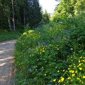 weg von enzianhuette mendel zu roen stube golfwiesen