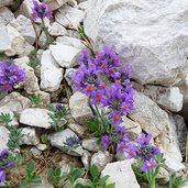 linaria alpina