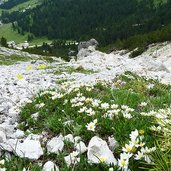 sentiero panoramico discesa per rifugio gardeccia