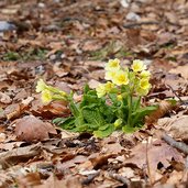 primula odorosa