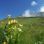 sentiero latemar genziane