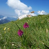 latemar sentiero x rifugio torre di pisa