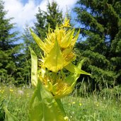 genziana maggiore