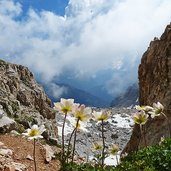 anemone sul sentiero latemar