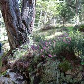 erica nel bosco primaverile