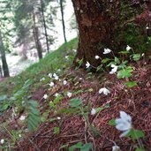 bosco primaverile presso regole di malosco