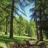 sentiero e da passo mendola a regole di malosco