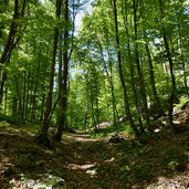 bosco salita per malga albi