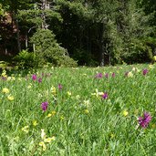 prati di malga albi a primavera