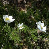 anemone bianca