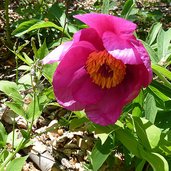 peonia pfingstrose