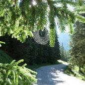 ragnatela su albero spinnennetz