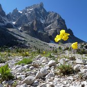 papavero delle alpi sotto cimon della pala