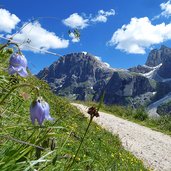 prati presso baita segantini sullo sfondo monte mulaz