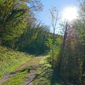 rovereto percorso bosco della citta