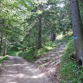 strada forestale per malga bodrina