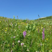 flora alpina sui prati viote del bondone