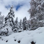 winter baeume am weg unter rosengarten