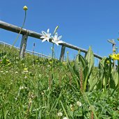 flora alpina sui prati viote del bondone