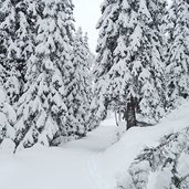 winterwald bei rosengarten karerpass