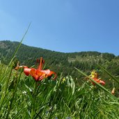 flora alpina sui prati viote del bondone giglio
