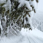 eiszapfen am baum winter schnee