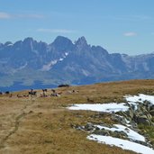 capre su pala di santa ziegen am zanggenberg