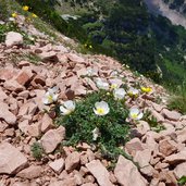 camedrio alpino sul monte bondone