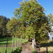 percorso ai castagneti di brentonico