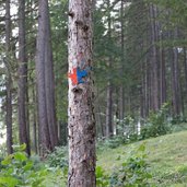 il bosco nascosto di daiano cartello uccello