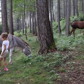 il bosco nascosto di daiano cavallo asino persona