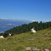 capre presso prati ronchese sotto corno nero