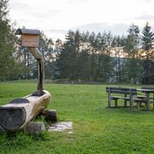 il bosco nascosto di daiano stazione impronte fontana