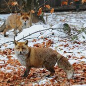 Parco Faunistico Spormaggiore Volpi