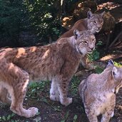 Parco Faunistico Spormaggiore linci